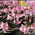 花園新城櫻花9.JPG