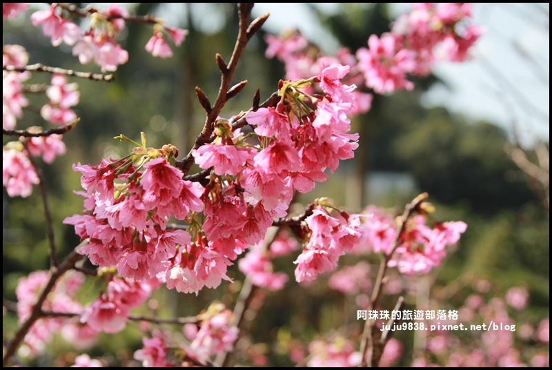 花園新城櫻花3.JPG