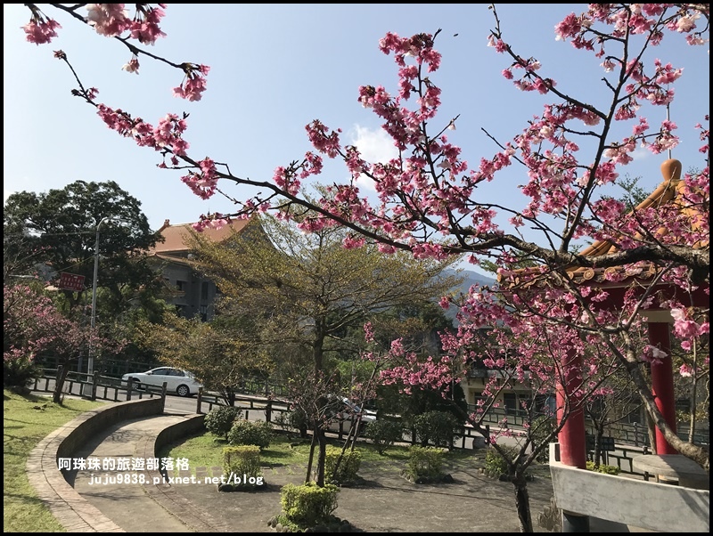 新店櫻花街14.JPG 新店櫻花街14.JPG