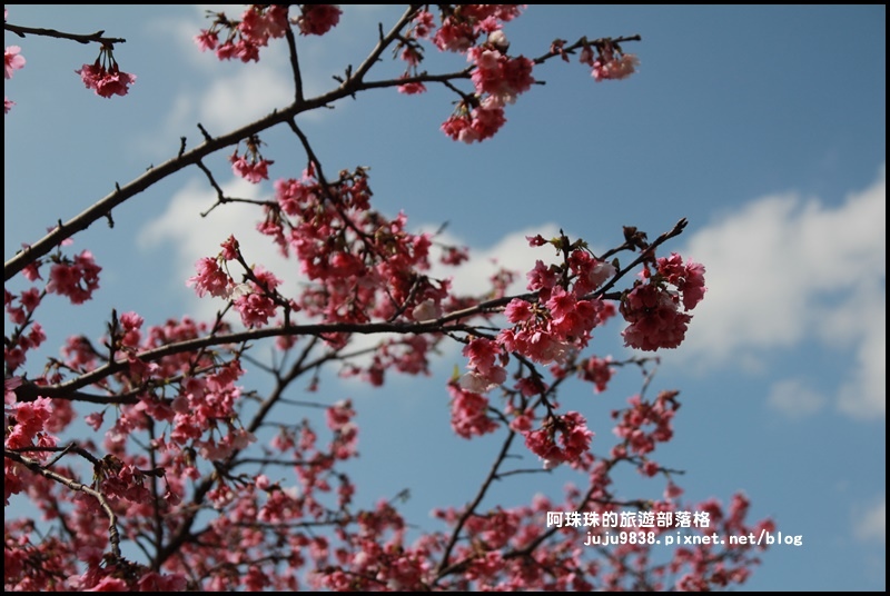 花園新城櫻花1.JPG 花園新城櫻花1.JPG