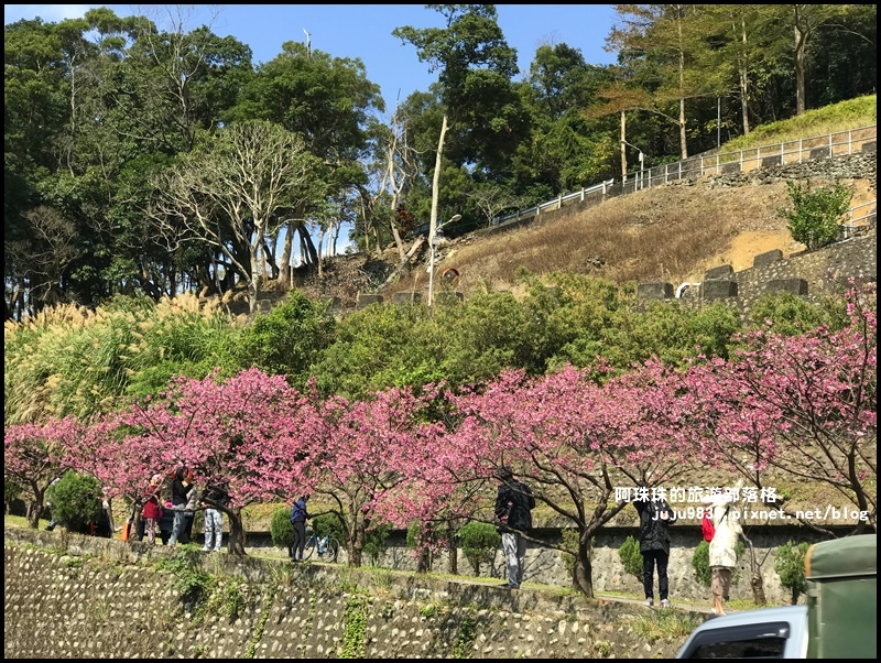 花園新城櫻花17.JPG 花園新城櫻花17.JPG