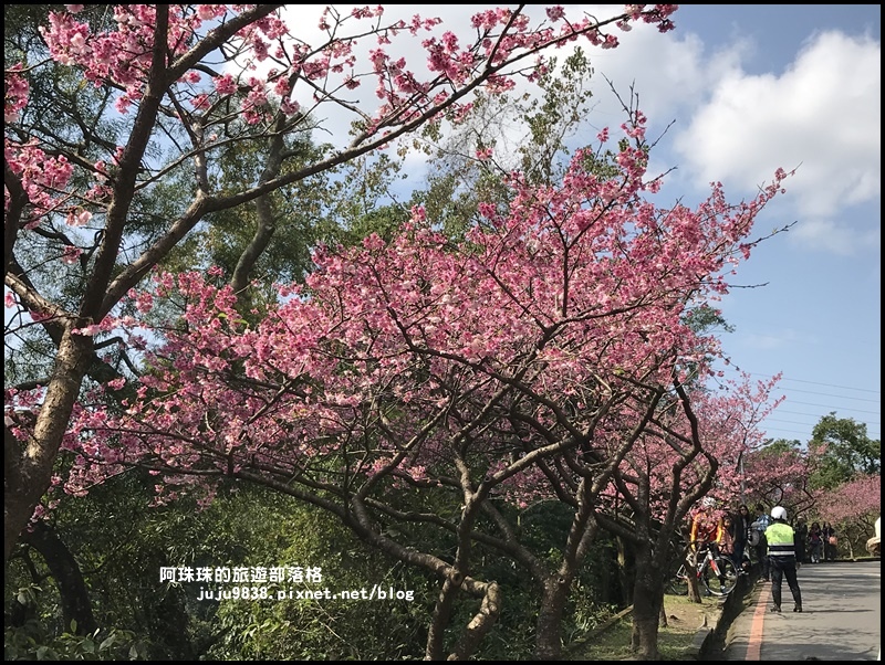 花園新城櫻花18.JPG 花園新城櫻花18.JPG
