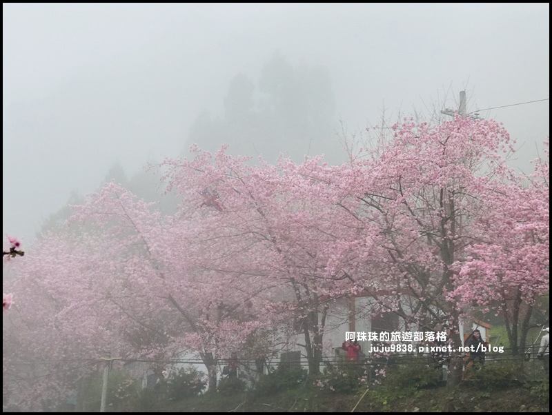 恩愛農場櫻花10.JPG