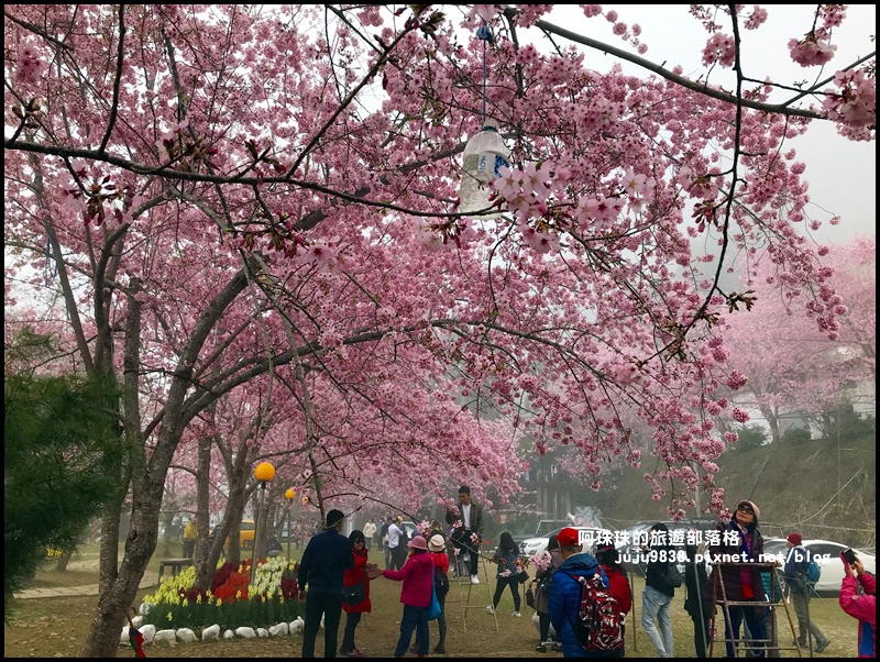 恩愛農場櫻花43.JPG