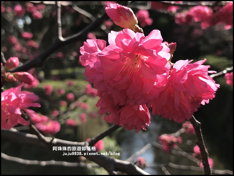 莒光公園36.JPG 莒光公園36.JPG