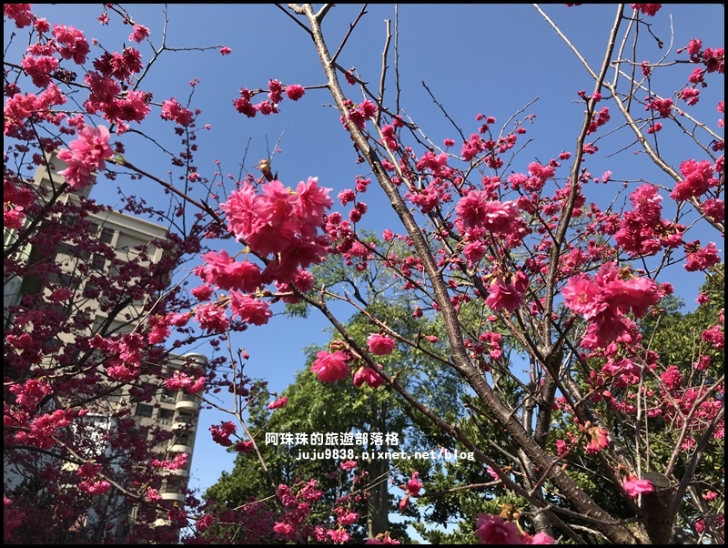 莒光公園19.JPG 莒光公園19.JPG