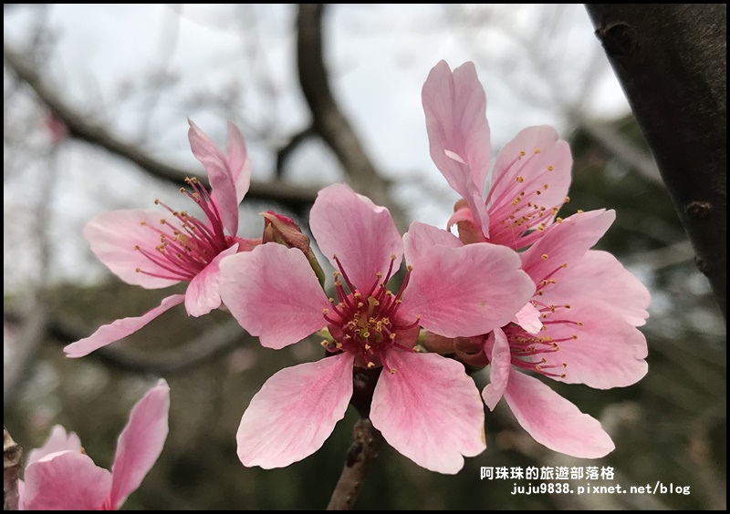 長庚養生村46.JPG 長庚養生村46.JPG