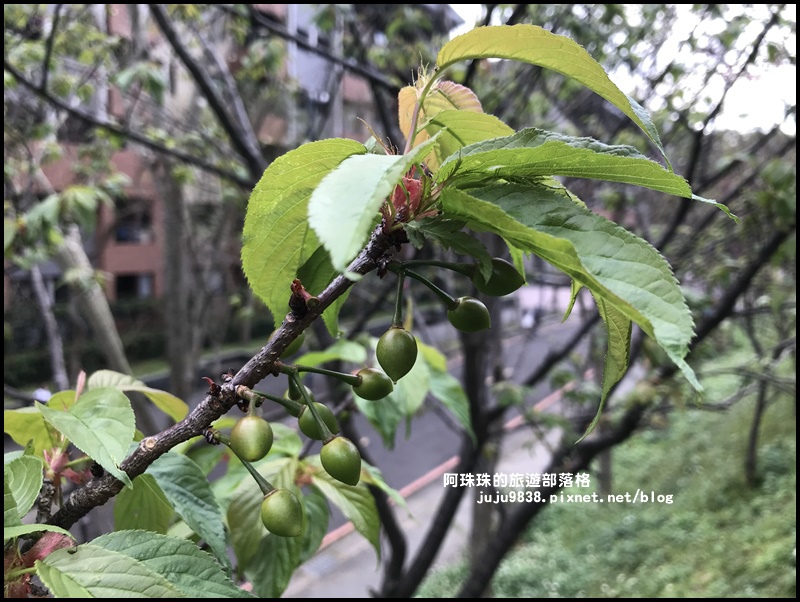 長庚養生村43.JPG 長庚養生村43.JPG