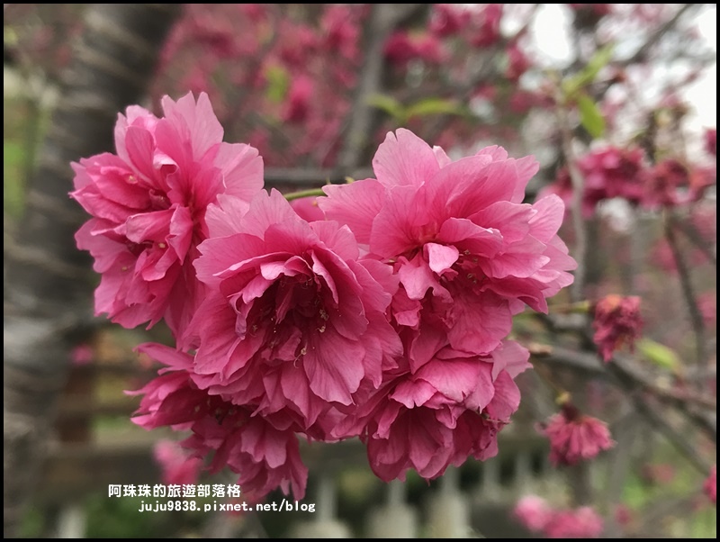 長庚養生村38.JPG 長庚養生村38.JPG