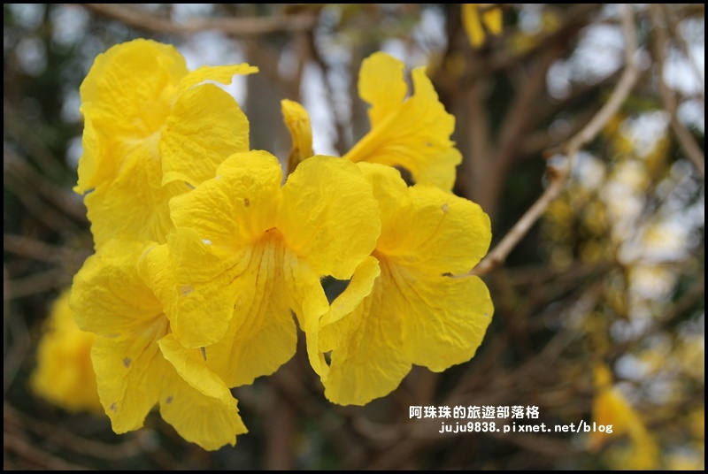 巨埔休閒農場14.JPG 巨埔休閒農場14.JPG