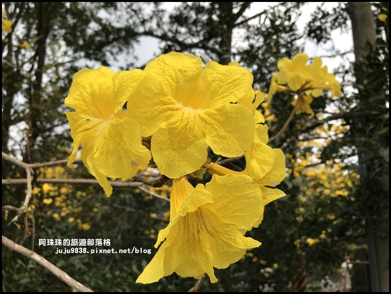 巨埔休閒農場30.JPG 巨埔休閒農場30.JPG