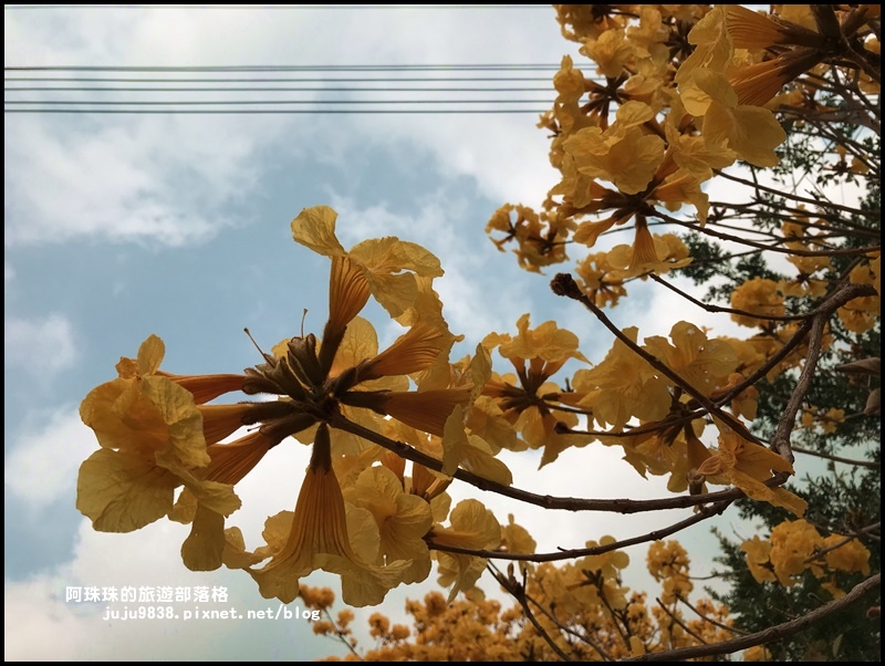 巨埔休閒農場29.JPG 巨埔休閒農場29.JPG