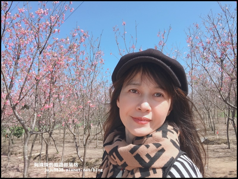 平鎮賞櫻花26.JPG 平鎮賞櫻花26.JPG