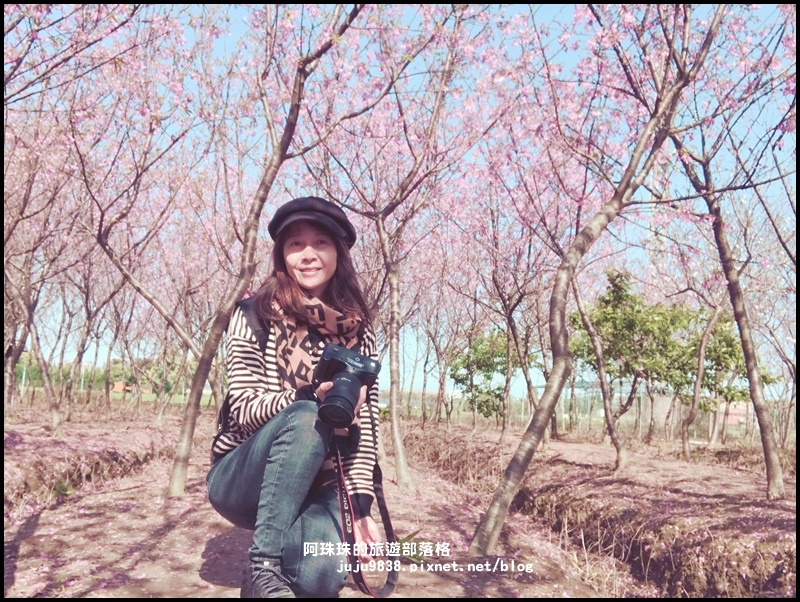 平鎮賞櫻花7.JPG 平鎮賞櫻花7.JPG