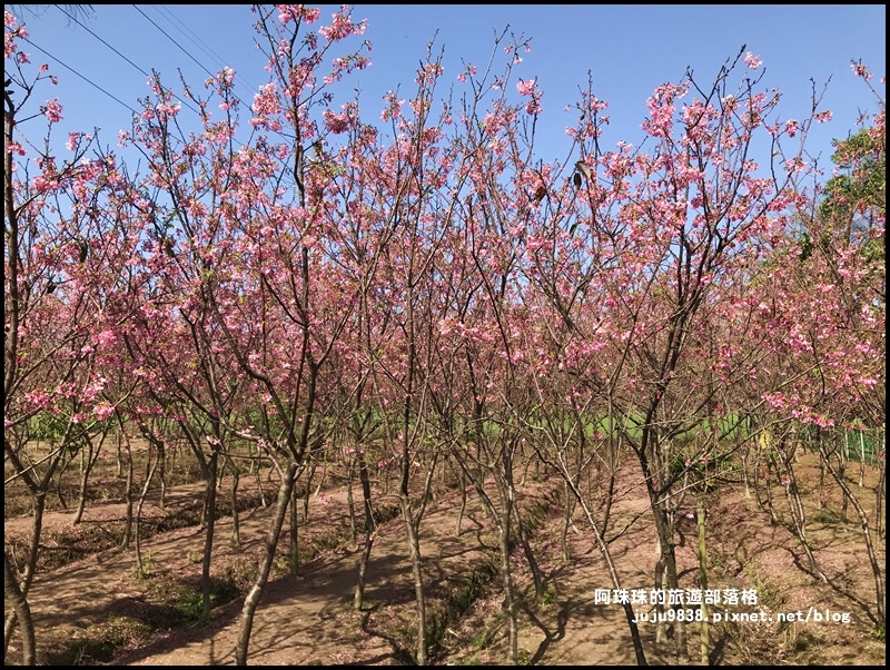 平鎮賞櫻花23.JPG