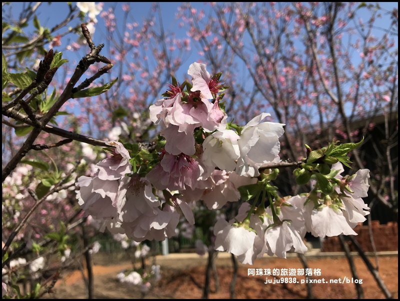 平鎮賞櫻花22.JPG