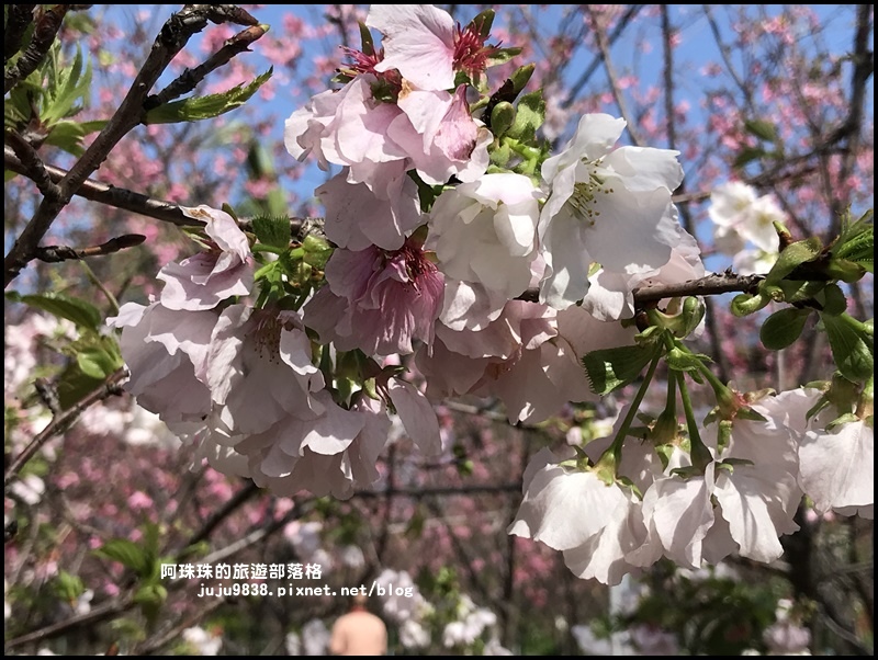 平鎮賞櫻花21.JPG 平鎮賞櫻花21.JPG