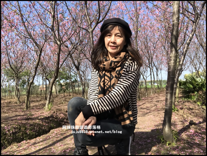 平鎮賞櫻花16.JPG 平鎮賞櫻花16.JPG