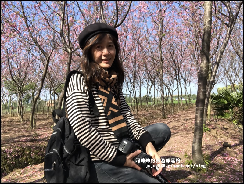 平鎮賞櫻花15.JPG 平鎮賞櫻花15.JPG