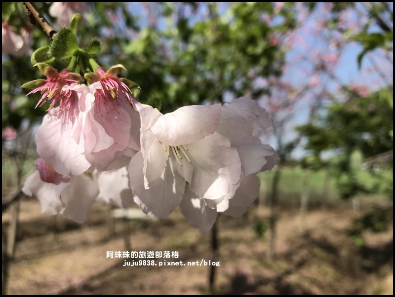 平鎮賞櫻花11.JPG 平鎮賞櫻花11.JPG