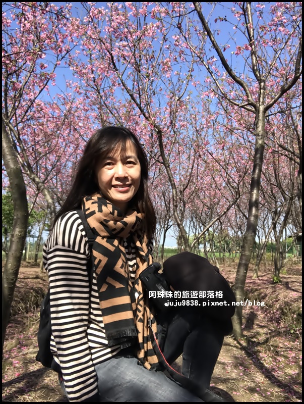 平鎮賞櫻花19.JPG 平鎮賞櫻花19.JPG