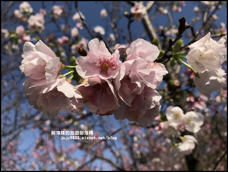 平鎮賞櫻花9.JPG 平鎮賞櫻花9.JPG