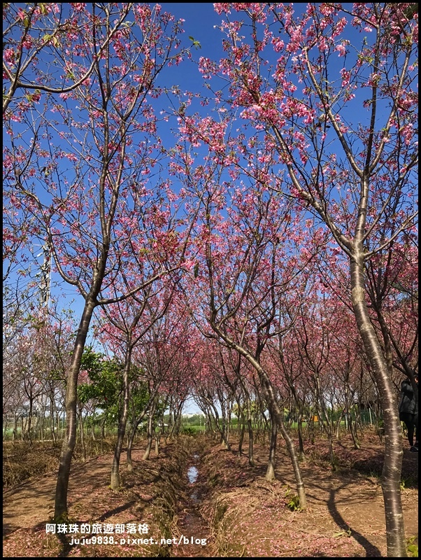 平鎮賞櫻花6.JPG 平鎮賞櫻花6.JPG