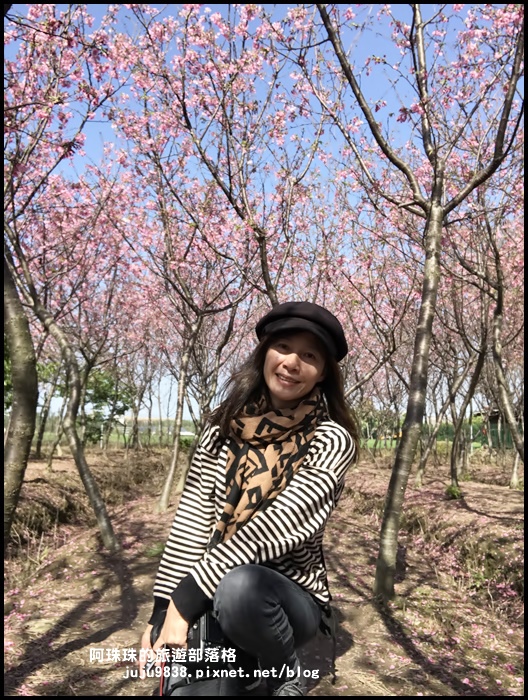 平鎮賞櫻花12.JPG 平鎮賞櫻花12.JPG