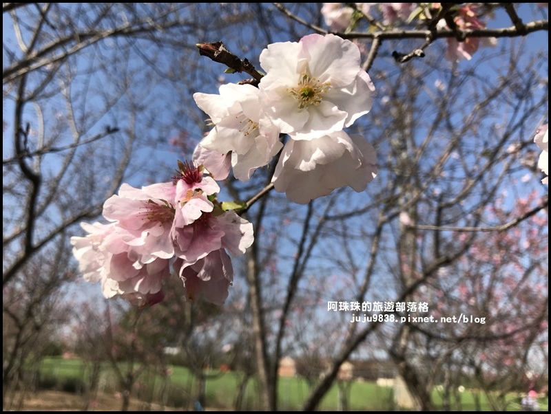 平鎮賞櫻花8.JPG 平鎮賞櫻花8.JPG