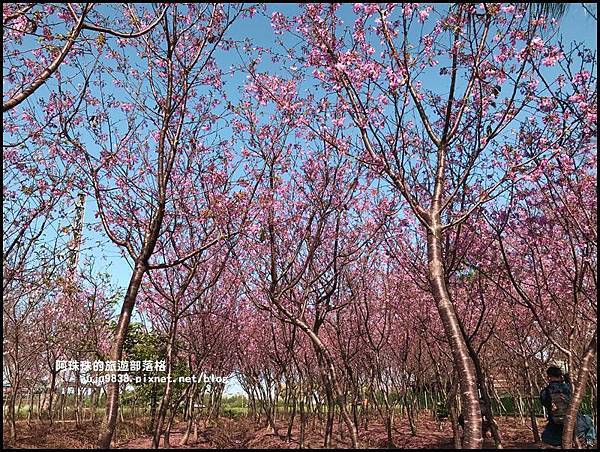 平鎮賞櫻花4.JPG