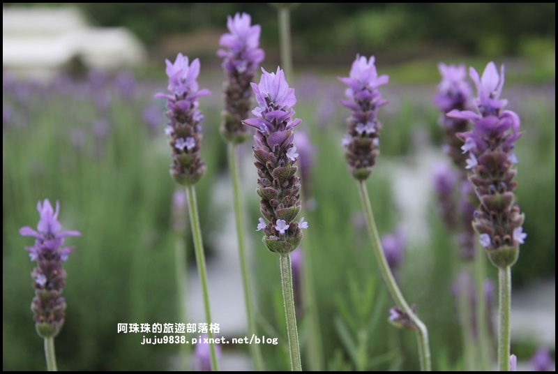 葛瑞絲香草花園6.JPG