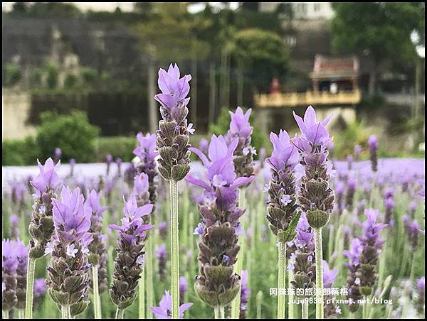 葛瑞絲香草花園33.JPG