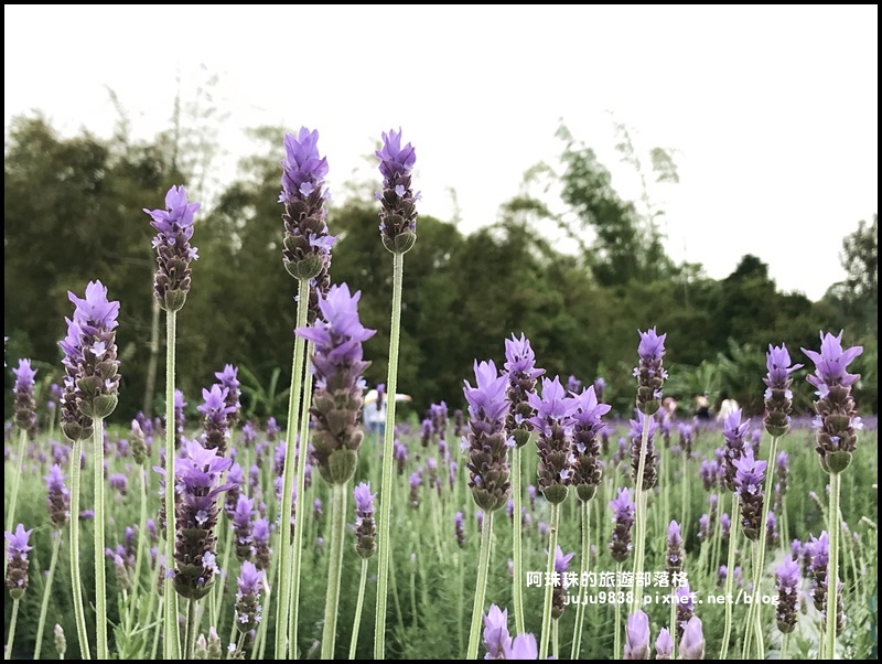 葛瑞絲香草花園36.JPG