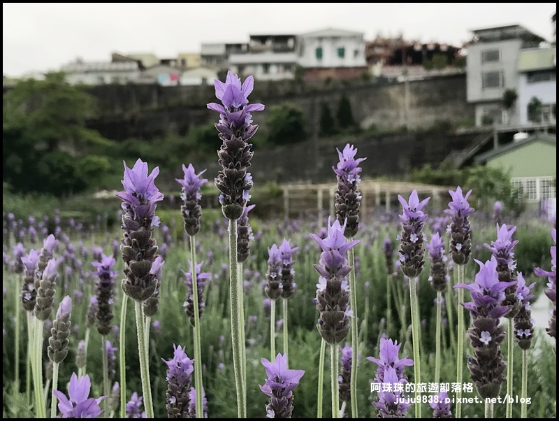 葛瑞絲香草花園32.JPG