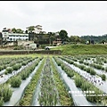 葛瑞絲香草花園30.JPG