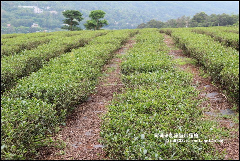 銅鑼茶廠33.JPG 銅鑼茶廠33.JPG