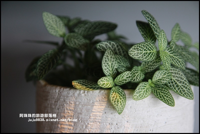 銅鑼茶廠20.JPG 銅鑼茶廠20.JPG