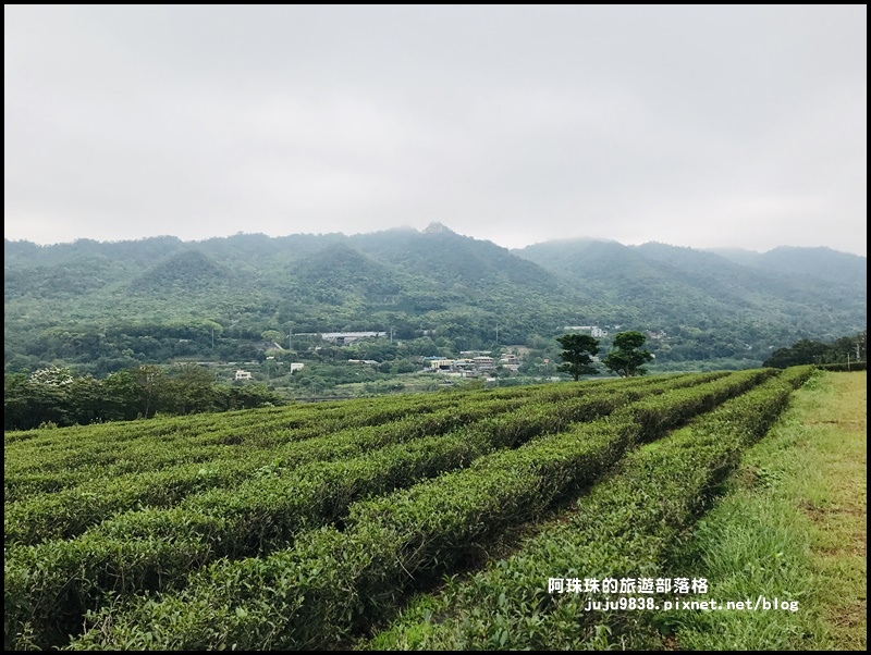 銅鑼茶廠41.JPG 銅鑼茶廠41.JPG