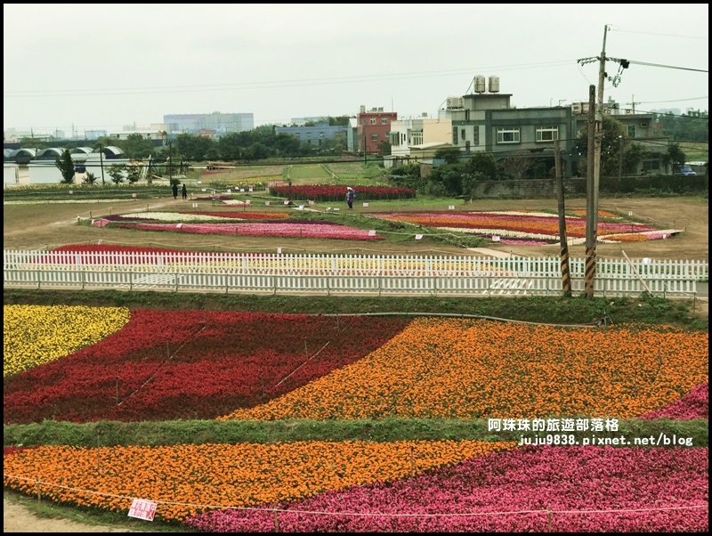 桃園彩色海芋季36.JPG