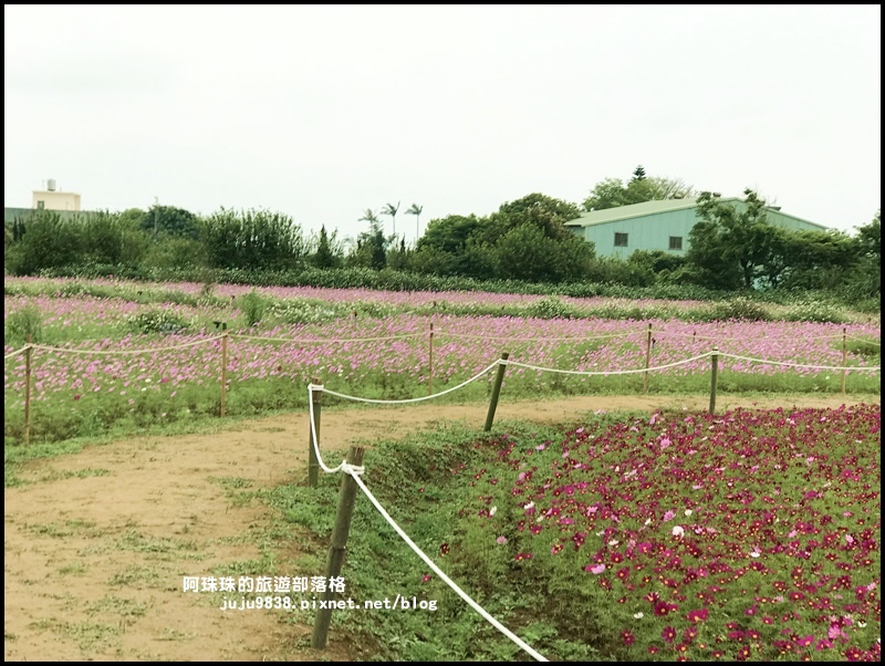 桃園彩色海芋季30.JPG