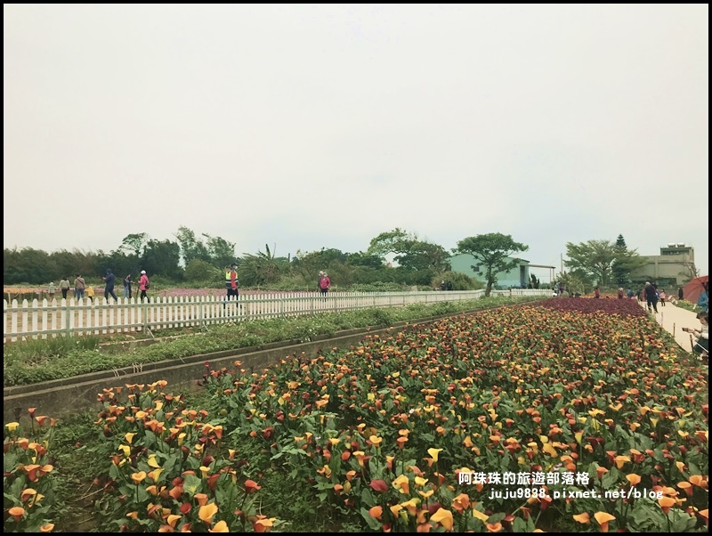 桃園彩色海芋季27.JPG