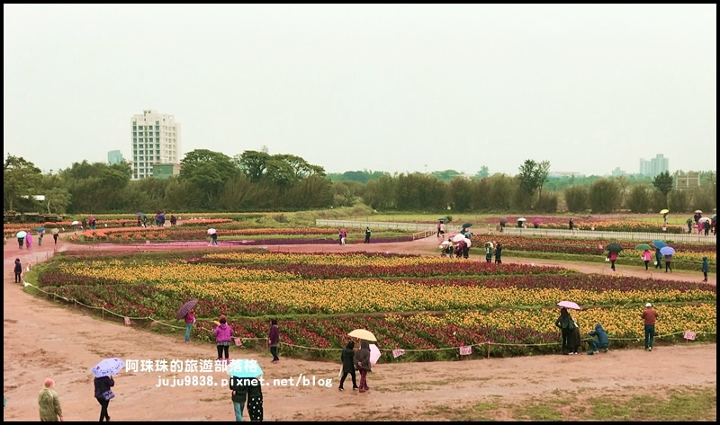 桃園彩色海芋季37.JPG