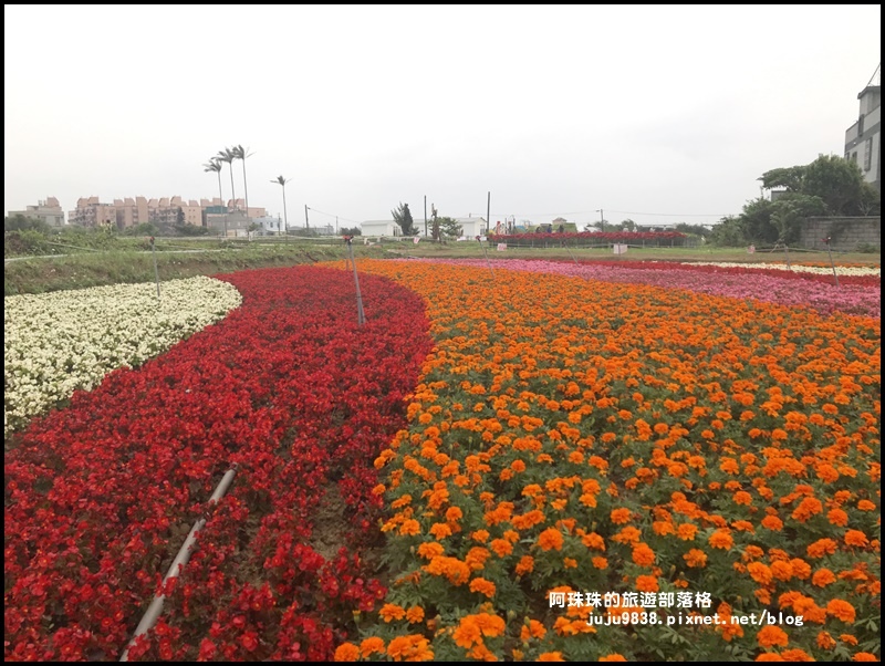 桃園彩色海芋季19.JPG