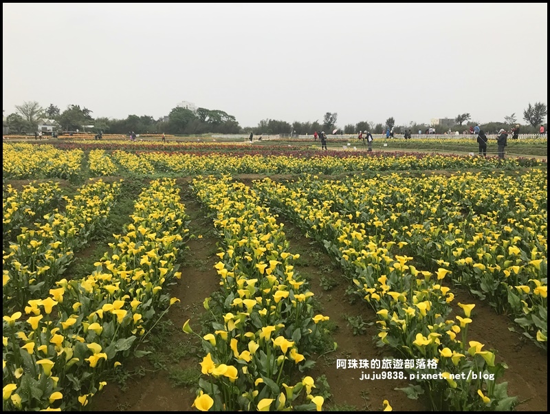 桃園彩色海芋季21.JPG