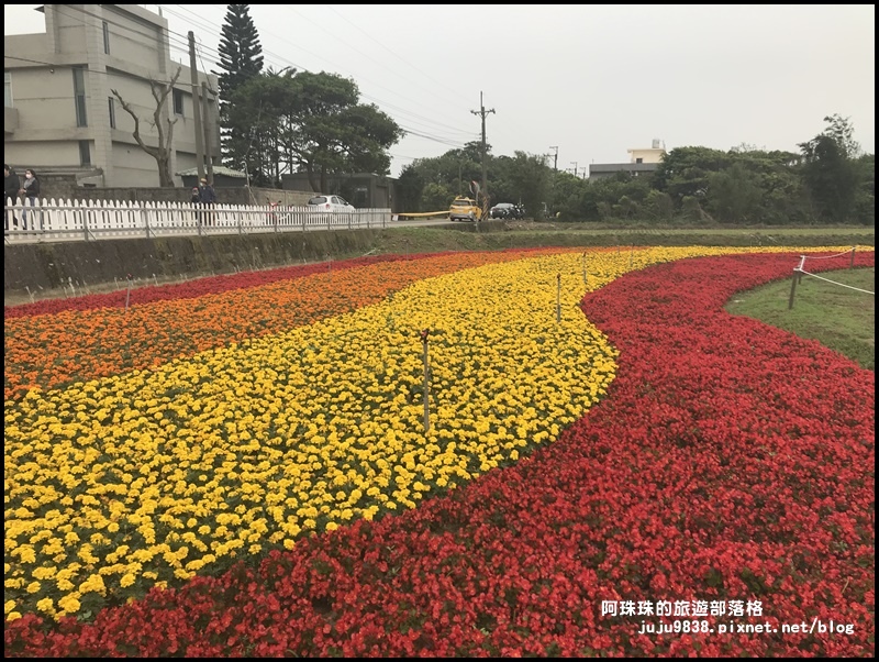 桃園彩色海芋季20.JPG