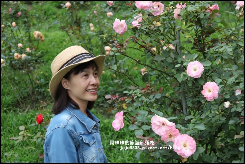 雅聞七里香玫瑰森林14.JPG 雅聞七里香玫瑰森林14.JPG