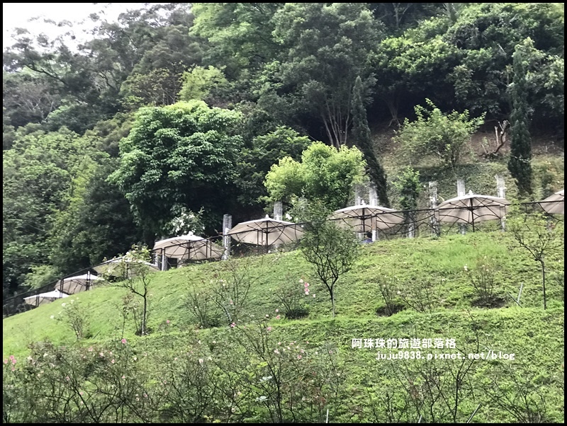 雅聞七里香玫瑰森林42.JPG 雅聞七里香玫瑰森林42.JPG