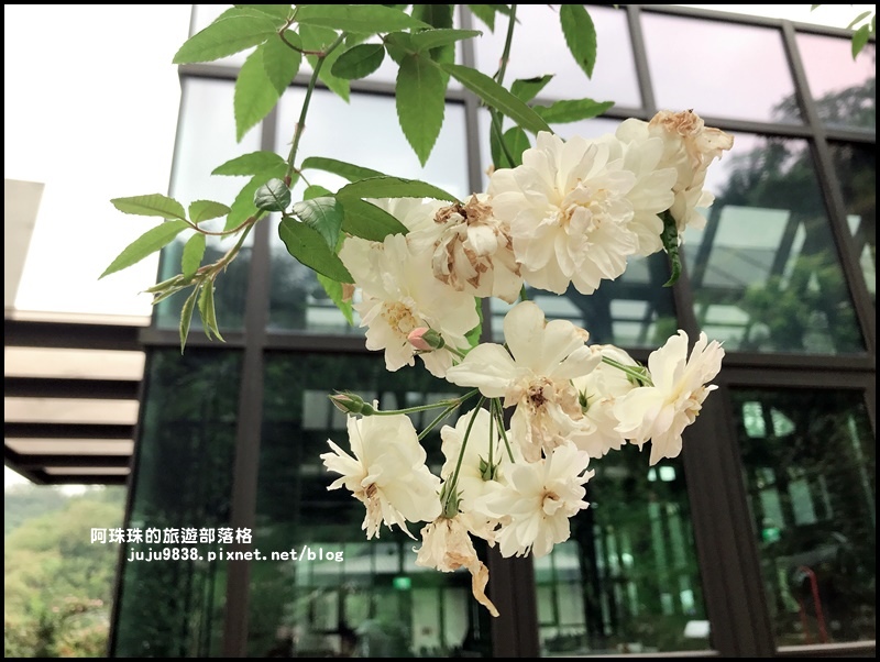 雅聞七里香玫瑰森林38.JPG 雅聞七里香玫瑰森林38.JPG