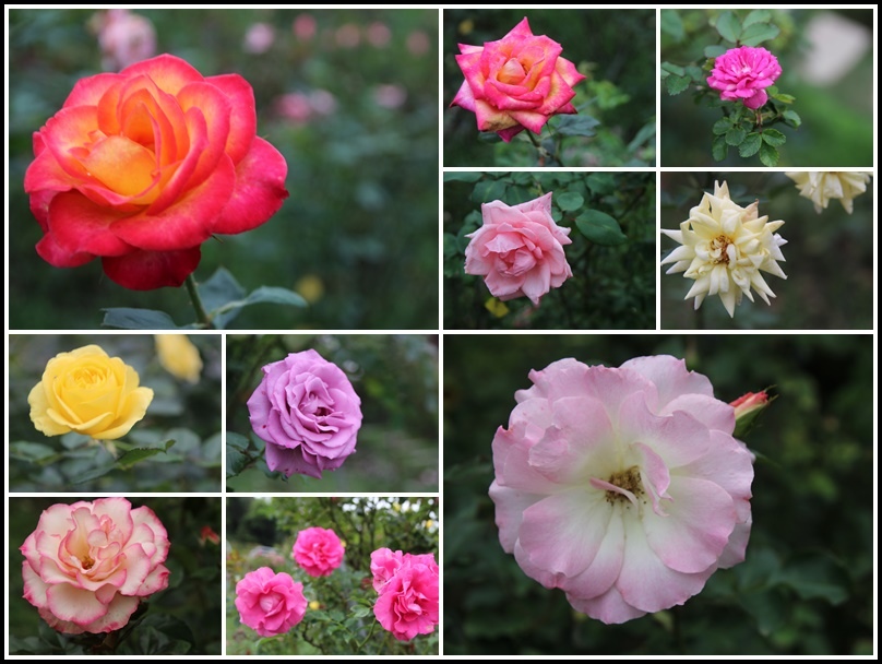 雅聞七里香玫瑰森林4.jpg 雅聞七里香玫瑰森林4.jpg