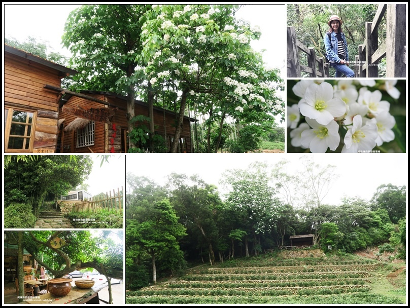 ,桃園,龍潭,和窯文創園區,桐花,賞桐,秘境,步道,古道,花季,